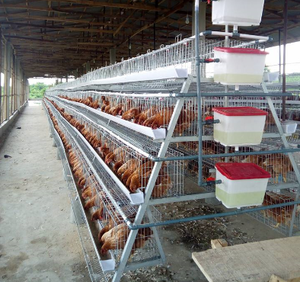 Sistema de Jaulas para Gallinas Ponedoras, Jaula Galvanizada para Cría de Aves de Corral, Tipo A/H, Jaula para Gallinas Ponedoras, Jaula para Pollos en Venta - Product Image 4