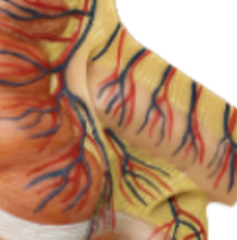 ADA-A485 Caecum et appendice de haute qualité, taille réelle 1,5x, modèle de vente à chaud d'enseignement médical en 2 parties - Product Image 4