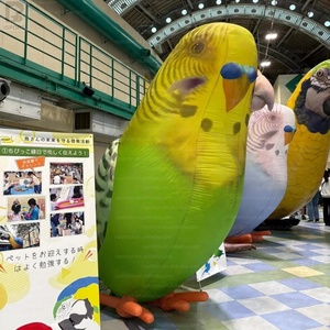 Mascota inflable personalizada de perico, modelo de pájaro inflable de tela Oxford para publicidad, figura inflable de loro para eventos - Product Image 5