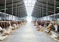 Structure en acier préfabriquée robuste certifiée ASTM à construction rapide avec soudure pour hangars à vaches/chevaux/chèvres/moutons à faible coût