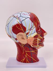 人間の頭蓋骨脳血管神経頭首表神経血管解剖モデル医学教育リソース学校トレーニング - Product Image 3