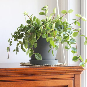 Plafarm OEM Vente en gros N°1 Soucoupe ronde en PP gris foncé, plateau de drainage et base de pot de fleurs pour plantes d'intérieur, d'extérieur, de balcon et de maison - Product Image 4