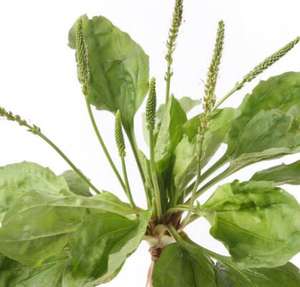 Psyllium Zaad Kaf Poeder Sperma Plantaginis Plantago Zaad Weegbree <span class=keywords><strong>Herb</strong></span> Seed <span class=keywords><strong>Extract</strong></span> Poeder - Product Image 5