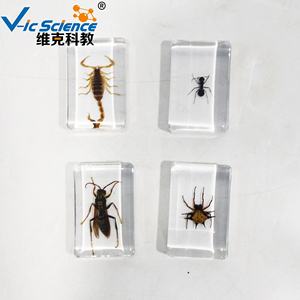 Ressource pédagogique de spécimen d'insecte de mosaïque de résine pour l'éducation de <span class=keywords><strong>biologie</strong></span> et la collection de spécimens d'animaux - Product Image 1