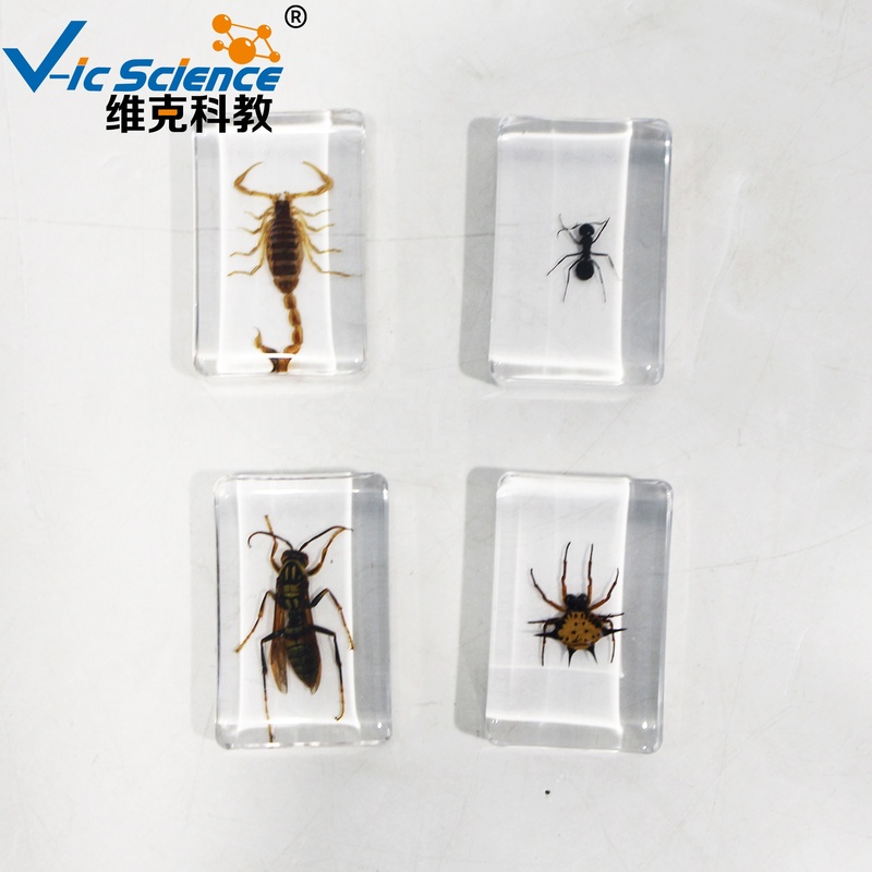 Resin Mosaic Insect Specimen Teaching Resource