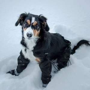 Scarpe per Cani Ecologiche Classiche Impermeabili Antiscivolo all'Ingrosso per Protezione Halloween - Product Image 1