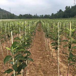 حصص شجرة من الألياف الزجاجية إطار تسلق الخضار والفاصوليا الطماطم المحاصيل - Product Image 1