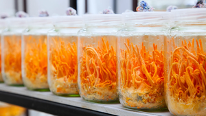 Abd depo toptan gıda sınıfı 33% polisakkaritler Cordyceps Militaris özü - Product Image 3