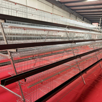 Poulailler à batterie pour élevage avicole, poules pondeuses, 500 à 1000 oiseaux, cage à poules pondeuses pour l'élevage, vente au Zimbabwe