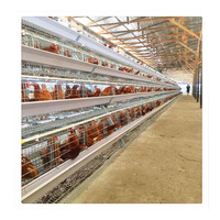 Meilleur Prix Cages à Poules Pondeuses en Acier Inoxydable Type A pour Poussins, Poulets de Chair et Élevage Avicole – Vente Directe Ferme