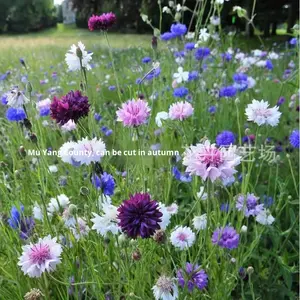<span class=keywords><strong>Semi</strong></span> <span class=keywords><strong>di</strong></span> Aster Selvatici per Semina Primaverile, Fiori per Giardino e Paesaggistica, Orticoltura, Inverdimento, Fiori Freschi Resistenti al Freddo - Product Image 2