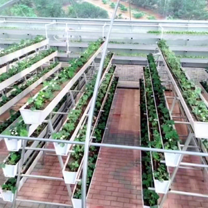 Greenhouse Planting <strong>Troughs</strong> for Fruits and <strong>Vegetables</strong> - Product Image 5