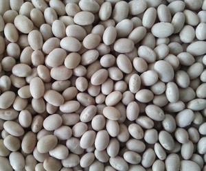 Số lượng lớn các loại khác nhau hải quân đậu trắng đậu trong trung quốc trắng thận đậu - Product Image 5