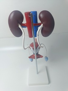 Modèle de système urogénital masculin anatomique de démonstration authentique d'anatomie humaine d'éducation médicale pour la formation de pratique d'enseignement - Product Image 4