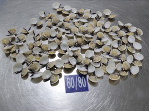 Đông lạnh nấu chín vỏ sò trắng trên cao cấp chất lượng động vật có vỏ sản phẩm - Product Image 6