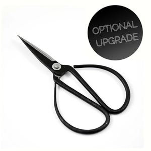 中国ニレ盆栽栽培キット - Product Image 5