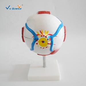 Model Pendidikan Anatomi Sains Medis Model Mata Raksasa Mode Mata Putih - Product Image 4