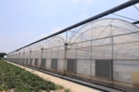 Serre en film multi-spans reliés, adaptée à plusieurs applications de plantation