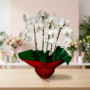 Pot de fleurs en plastique PP léger au design minimaliste moderne, fournitures pour la maison, le jardin et les fleuristes, arrangement floral DIY, cadeau - Product Image 1