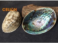 CELION Usine Directe Vente en Gros Coquillage Bas Prix Naturel Nettoyage Kit Coquillages d'Ormeau Non Polis Nouvelle-Zélande