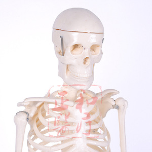 Modèle de squelette humain Masakazu, 85 cm, matériel pédagogique mobile pour les sciences médicales - Product Image 2