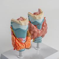 Modèle d'anatomie pathologique thyroïdienne médicale pour l'enseignement et la démonstration