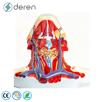 Modelo Realista de Cabeza y Cuello de PVC y Silicona, con Nervios y Vasos Superficiales, Tamaño Real, para Entrenamiento Médico
