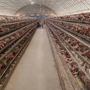 4 Tiers Couche pour Angola Farm Batterie Cages Poules pondeuses Poulet Cage Moteur fourni 75 Fermes automatiques de volailles Produit chaud 2019