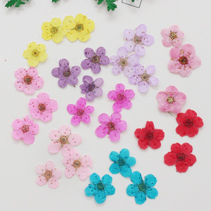 Mini <span class=keywords><strong>narciso</strong></span> essiccato <span class=keywords><strong>fiore</strong></span> Jonquilla per gioielli in resina epossidica segnalibro cartolina Nailart artigianale - Product Image 2