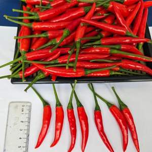 Chile fresco de alta calidad de Vietnam | Suministro mayorista de exportación de pimientos picantes verdes rojos orgánicos - Product Image 3