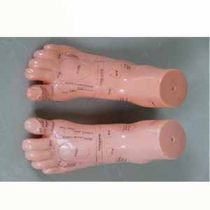 <span class=keywords><strong>Model</strong></span> akupuntur kaki 13CM untuk siswa belajar - Product Image 3