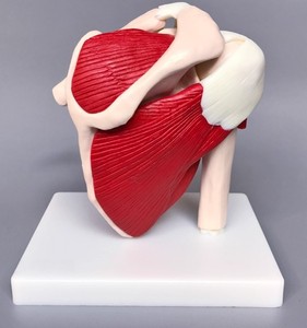 Modelo de Ciencia Médica a Escala Real de Articulación del Hombro <span class=keywords><strong>Humano</strong></span> con Músculos <span class=keywords><strong>y</strong></span> Ligamentos - Product Image 3