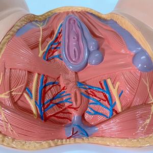 Modelo de Útero Femenino 1:1, Modelo de Anatomía Pélvica con Músculos del Suelo Pélvico - Product Image 6