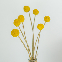 Idées de produits 2026 : Boules dorées, boules Billy, Craspedia, fleurs et plantes séchées pour la décoration de mariage