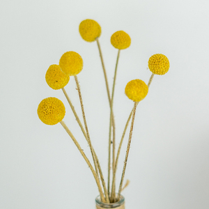 Idea Prodotto 2026: Fiori e Piante Secche Craspedia Golden Ball Billy Balls per Decorazioni Matrimoniali - Product Image 5