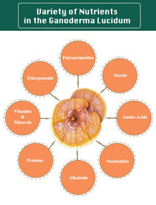 <span class=keywords><strong>Reishi</strong></span> Gnaoderma lingzhi huile de spores naturelle à base de plantes <span class=keywords><strong>Softgel</strong></span> 20% Triterpène - Product Image 6