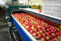 500Kg 380V Fruit Sortering En Sorteermachine Voor Landbouwbedrijven Met Houten Kast Zilver Grootser Met Fruit Palox Big Bag