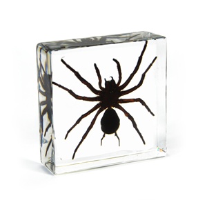 Espécimen de resina transparente Arañas de resina Artesanía para niños Insectos Taxidermia Araña Kits de especímenes conservados integrados - Product Image 3