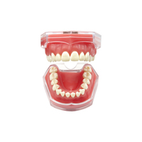 Modèle dentaire en résine YOUYA DENTAL TM-098 avec dents amovibles pour la pratique de l'extraction et l'éducation des patients
