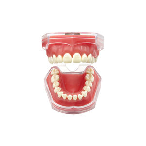 نموذج أسنان مع أسنان قابلة للإزالة، نموذج تدريبي لاستخراج الأسنان، نموذج أسنان جديد لتعليم المرضى والعروض التوضيحية - Product Image 3