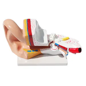 Ear Anatomy Model Outer Middle Inner Ear Auditory System Organs Ear Structure for Teaching Medicine