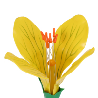 Modelo de Flor de Colza en PVC, Versátil y Duradero, para Clases de Biología y Decoraciones, Juguete de Anatomía y Herramienta de Enseñanza