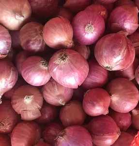 Best Price Fresh Onions Red Onions And Yellow Onions Wholesales From China