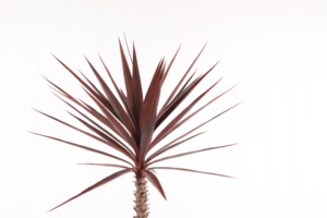 Árbol de Yucca Artificial de Plástico con Tacto Real para Interiores y Exteriores, Planta de Simulación, Árbol de <span class=keywords><strong>Agave</strong></span> Artificial, Yucca Artificial al por Mayor - Product Image 5