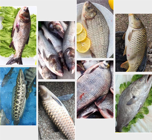 ماكينة تنظيف آلية كهربائية لإزالة قشور السمك ومزيل - Product Image 4