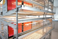 Système de cages automatiques de type H pour l'élevage de poules pondeuses, aviculture moderne et équipée