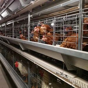 대용량 암탉 양육 농업 장비 공장 시스템 Coop 라인 관리 층 배터리 자동 가금류 닭 케이지