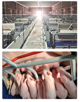 Nouvel équipement d'élevage de porcs de haute qualité Cage pour animaux Caisse de mise bas de truie pour ferme porcine