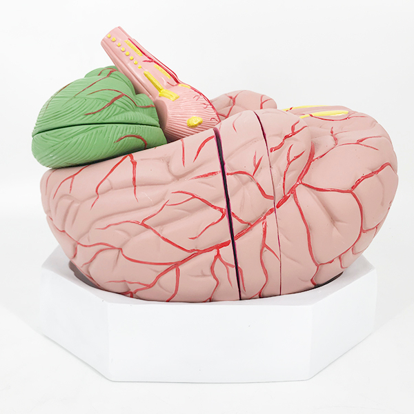 Распродажа, увеличенная модель мозга для образования YA/N027C