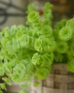 Fiore Artificiale Lysimachia a <span class=keywords><strong>Sei</strong></span> Teste, Decorazione per Casa, Accessorio Fotografico, Pianta Verde Simulata per Decorazione Murale - Product Image 2